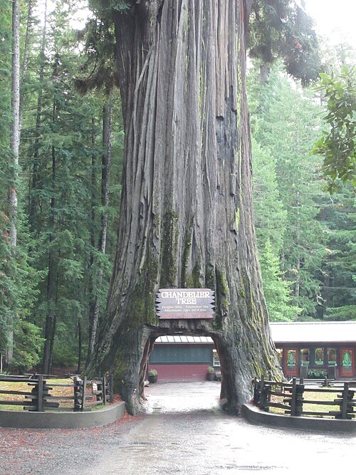 Chandelier Tree